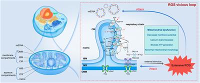 Frontiers Effects of reactive oxygen species and mitochondrial